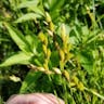 Muskingum sedge (Carex muskingumensis)-i