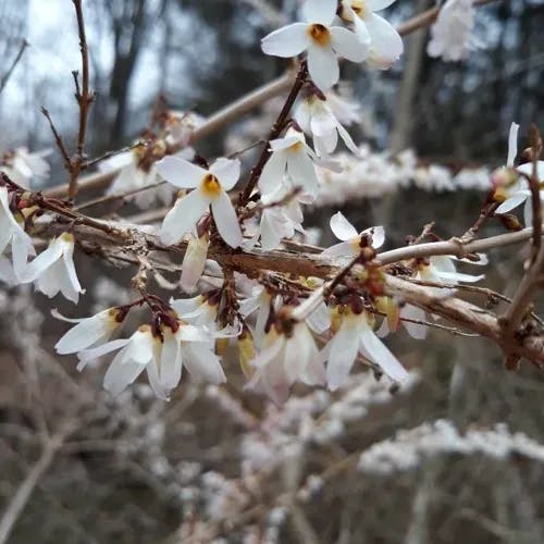 ウチワノキ（団扇木） (Abeliophyllum distichum)-i