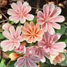 Siskiyou lewisia (Lewisia cotyledon)-i