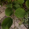 Linden viburnum (Viburnum dilatatum)-i