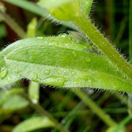 エゾムラサキ（蝦夷紫） (Myosotis sylvatica)-i