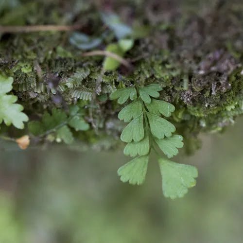 ヌリトラノオ（塗虎の尾） (Asplenium normale)-i