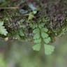 ヌリトラノオ（塗虎の尾） (Asplenium normale)-i