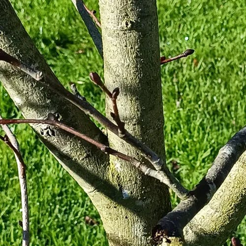 シナノキ（科木） (Tilia japonica)-i