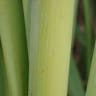 ガマ（蒲） (Typha latifolia)-i