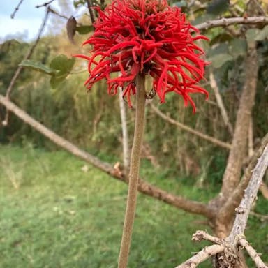 Erythrina