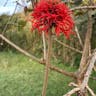 Erythrina (Erythrina abyssinica)-i