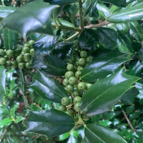 ヒイラギ（柊） (Osmanthus heterophyllus)-i