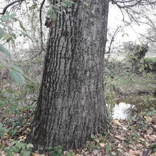 European aspen (Populus tremula)-i