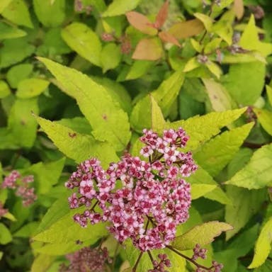 Japanese spiraea