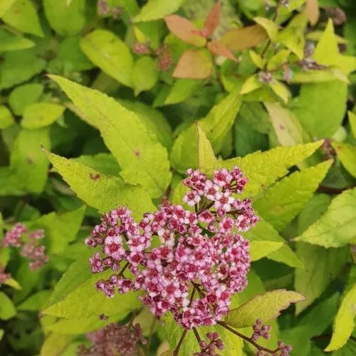 Japanese spiraea (Spiraea japonica)-i