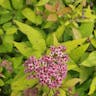 Japanese spiraea (Spiraea japonica)-i