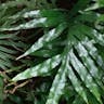 Monarch fern (Phymatosorus scolopendria)-i