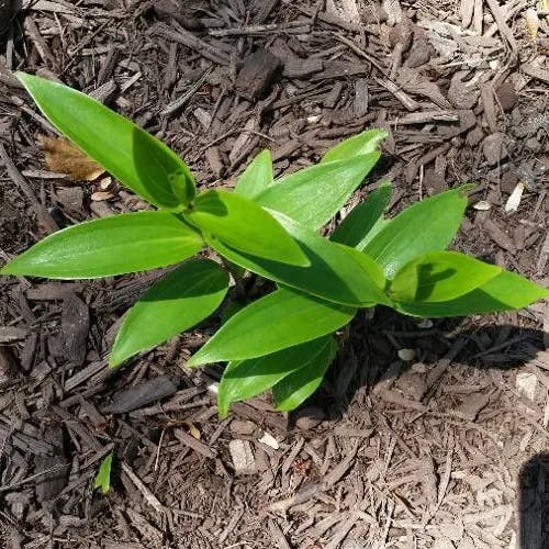 Star false solomon's-seal (Maianthemum stellatum)-i