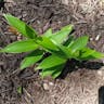 Star false solomon's-seal (Maianthemum stellatum)-i