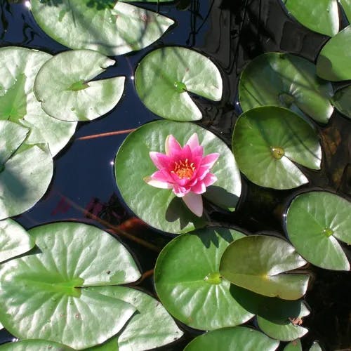 Pygmy water-lily (Nymphaea tetragona)-i