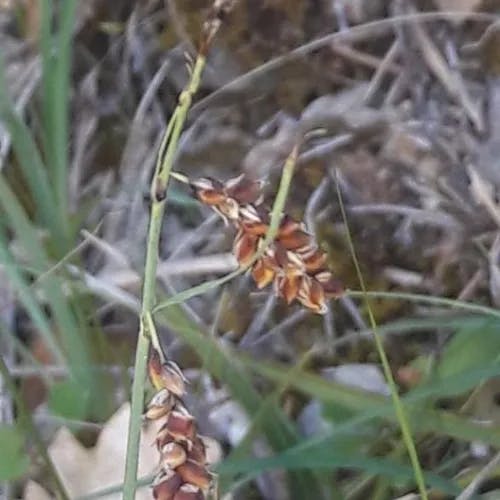 ヤチスゲ（谷地菅） (Carex limosa)-i