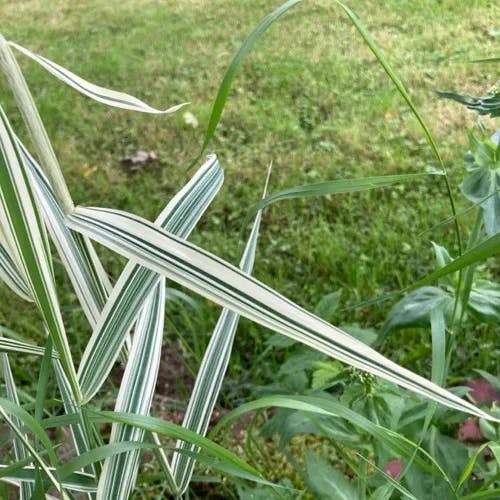 クサヨシ（草芦） (Phalaris arundinacea)-i