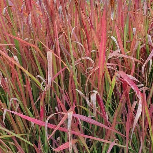 Sharp grass (Imperata cylindrica)-i