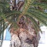 ノーフォークマツ（ノーフォーク松） (Araucaria heterophylla)-i