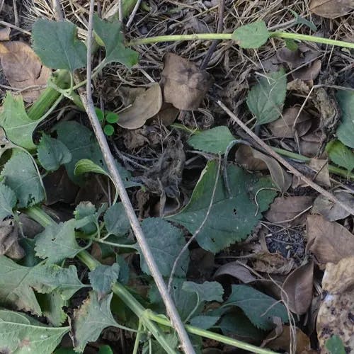 Klipp dagga (Leonotis nepetifolia)-i