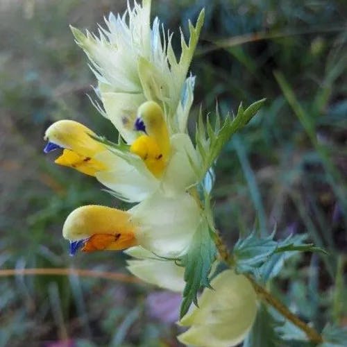Yellow-rattle (Rhinanthus minor)-i
