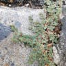 ニシキソウ（錦草） (Euphorbia humifusa)-i