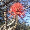 Erythrina (Erythrina abyssinica)-i