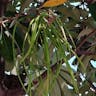 ジタノキ（ジタの木） (Alstonia scholaris)-i