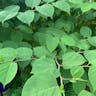 Giant knotweed (Reynoutria sachalinensis)-i