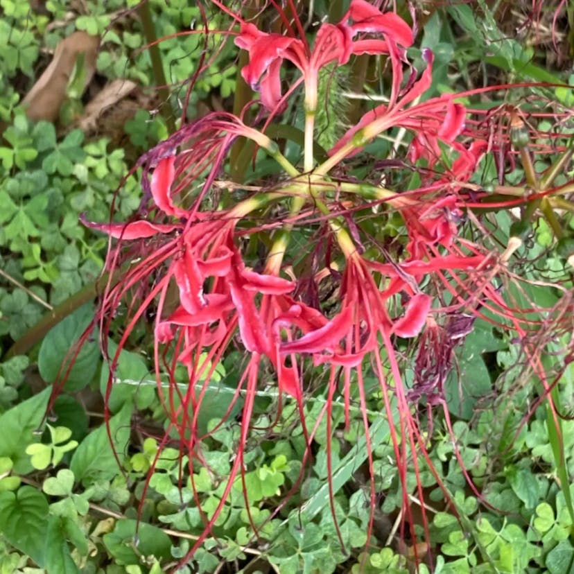 ヒガンバナ（彼岸花） (Lycoris radiata)-i