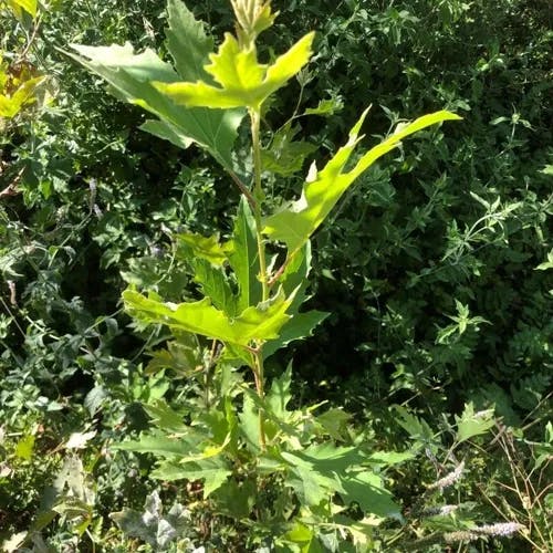 Oriental plane (Platanus orientalis)-i