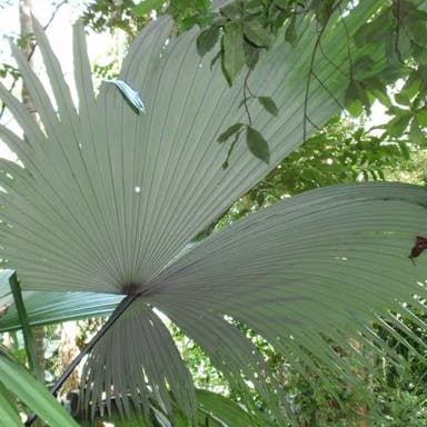 Elephant palm