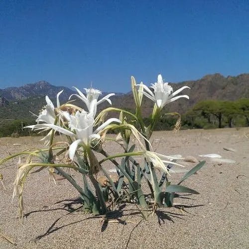 Sea-daffodil (Pancratium maritimum)-i