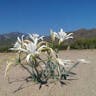 Sea-daffodil (Pancratium maritimum)-i