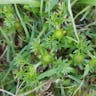 Field burweed (Soliva sessilis)-i