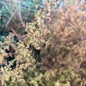 クソニンジン（糞人参） (Artemisia annua)-i