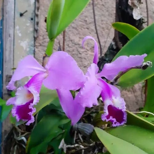 ヒノデラン（日の出蘭） (Cattleya labiata)-i