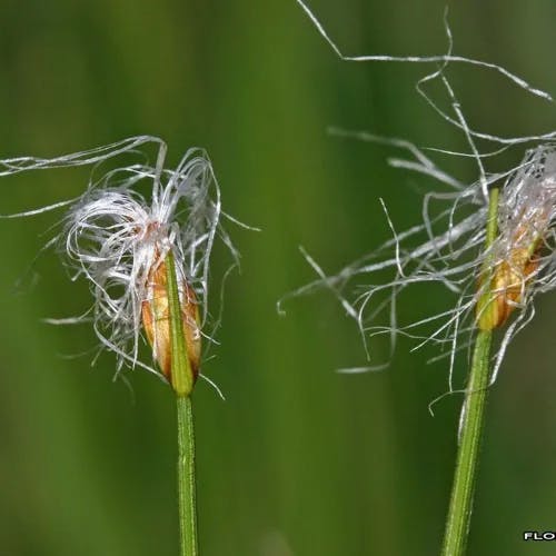 ヒメワタスゲ（姫綿菅） (Trichophorum alpinum)-i