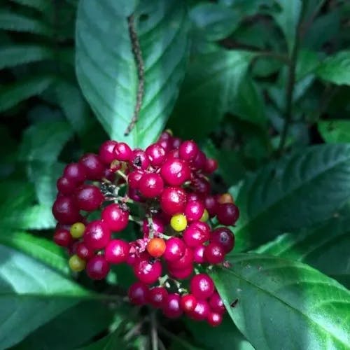 アカサンゴ（赤珊瑚） (Pachystachys coccinea)-i