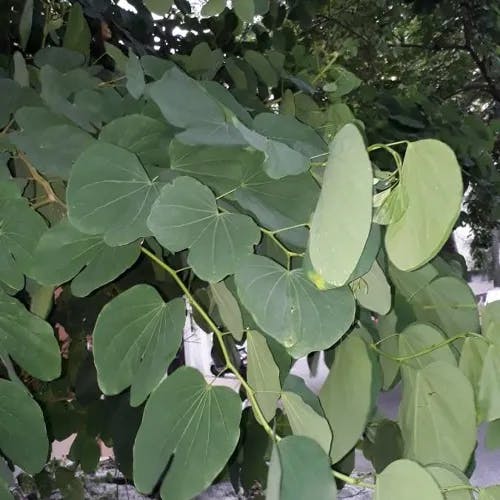 ソシンカ（素心花） (Bauhinia acuminata)-i