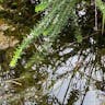 Water-thyme (Elodea canadensis)-i