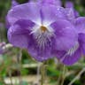 ニオイタチツボスミレ（匂立壺菫） (Viola obtusa)-i