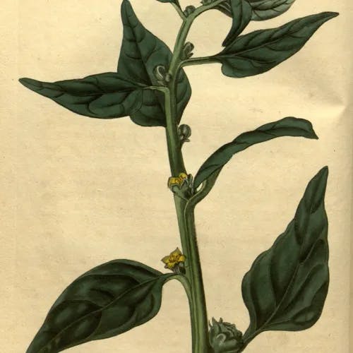 ツルナ（蔓菜） (Tetragonia tetragonoides)-i