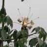 Pochote (Ceiba aesculifolia)-i