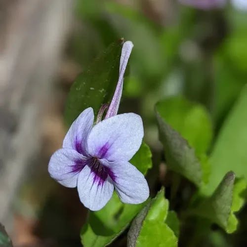 ナガハシスミレ（長嘴菫） (Viola rostrata)-i