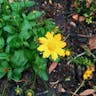 Lobed tickseed (Coreopsis auriculata)-i