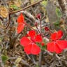 Scarlet geranium (Pelargonium inquinans)-i