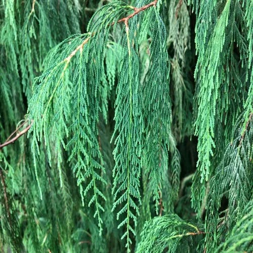 Kashmir cypress (Cupressus cashmeriana)-i