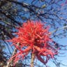 Erythrina (Erythrina abyssinica)-i